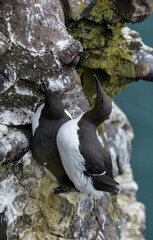 Guillemot de Troïl © JAG IMAGES