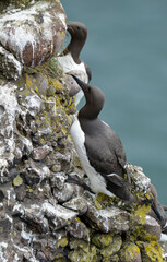Guillemot de Troïl © JAG IMAGES