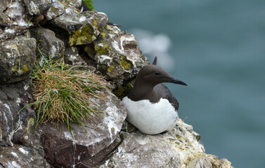 Guillemot de Troïl © JAG IMAGES