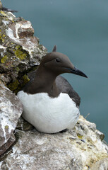 Guillemot de Troïl © JAG IMAGES