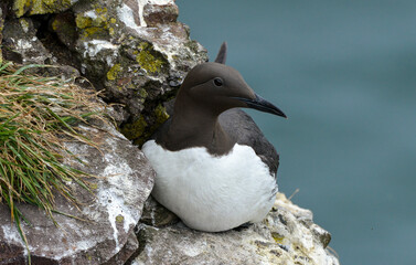 Guillemot de Troïl © JAG IMAGES