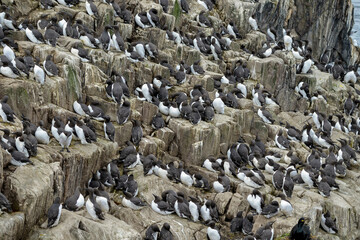 Guillemot de Troïl © JAG IMAGES