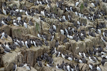 Guillemot de Troïl © JAG IMAGES