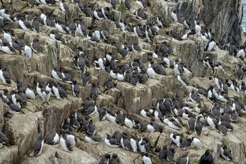 Guillemot de Troïl © JAG IMAGES