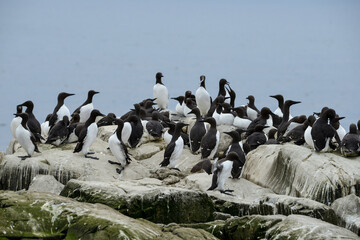 Guillemot de Troïl, uria aalge, colonie, Réserve naturelle de Fowlsheugh, RSPB, Ecosse, Grande Bretagne © JAG IMAGES