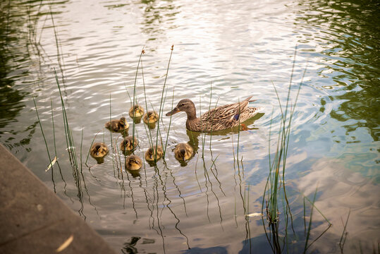 Female mallard duck with her ducklings in the pond