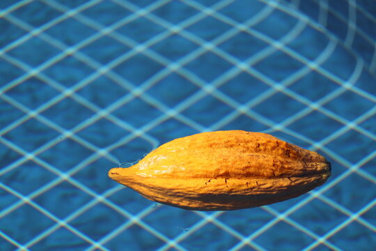 Yellow cocoa pod floating on a pool