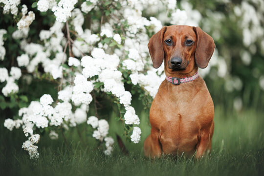 cute dachshund dog sitting outdoors in front of a blooming bush