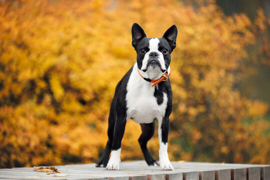 cute boston terrier dog standing on a wooden bench in the park in autumn