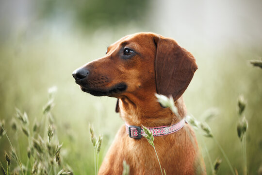 beautiful red dachshund dog portrait outdoors in summer