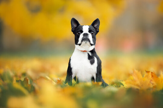 cute boston terrier dog sitting on fallen leaves in the park in autumn