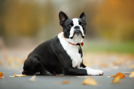 boston terrier dog lying outdoors in autumn