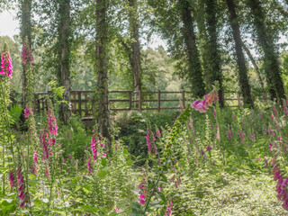 Beautiful Digitalis, Fox Glove, plant in flowers at Shakerley Mere, Northwich, Cheshire, UK © Sue Burton
