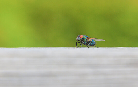 Green bottle fly Lucilia sericata standing with raised foreleg.