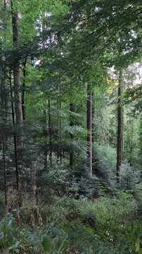 trees in the forest