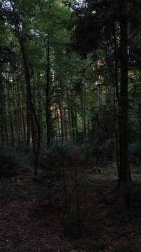 morning in the forest