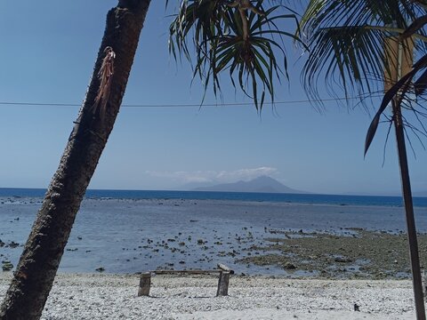 palm trees on the beach In ternate Island.