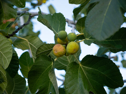 Fresh figs on a fig tree