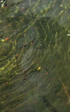 Clear Water Surface with Ripple Effect and Underwater Sandy Bottom