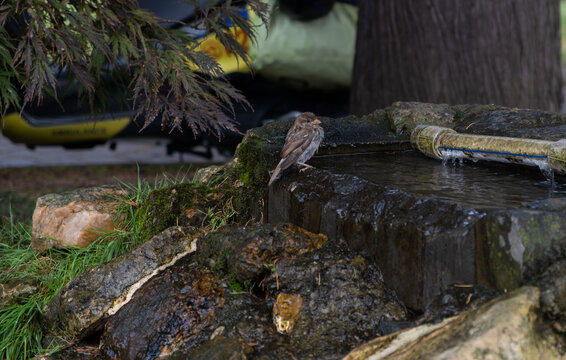 Small Sparrow Perched on Stone Water Fountain in Park