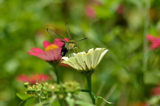 Clearwing Moth Feeding on a White Flower in a Tropical Garden