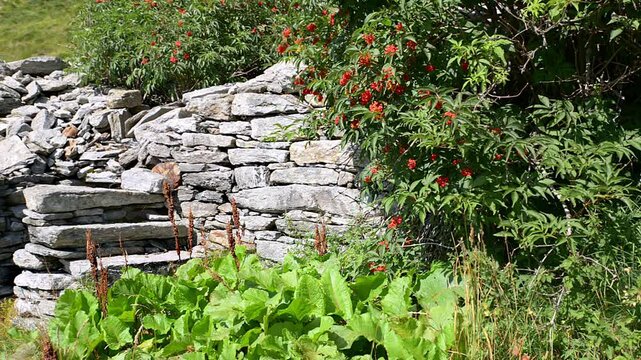 Rowan berries and Rumex alpinus in abandoned alpine pasture, Italian Alps summer landscape with wind moving mountain ash branches near old stone hut ruins