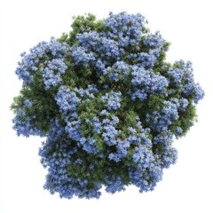 Obraz na płótnie Canvas Lush lavender bush top view.