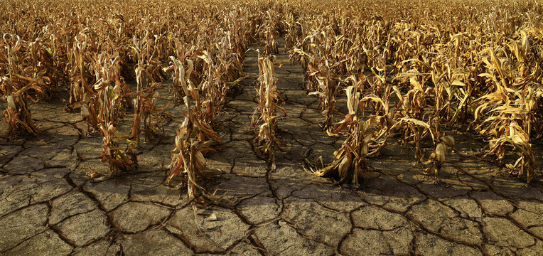 drought Agricultural dried corn plantation drought; concept of climate impact on agriculture Severe drought crop failure concept dry parched earth in dead agricultural field Cracked land soil