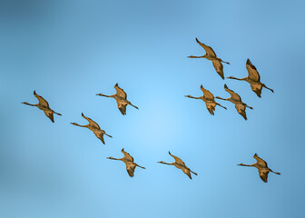 Naklejka premium A flock of common cranes