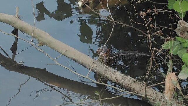 Asian Water Monitor varanus salvator emerges above the water's surface near green foliage and branches.