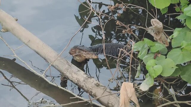 Asian Water Monitor varanus salvator emerges above the water's surface near green foliage and branches.