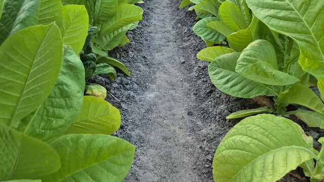 Moving Along Soil Path Between Rows of Green Tobacco Plants in Agricultural Field