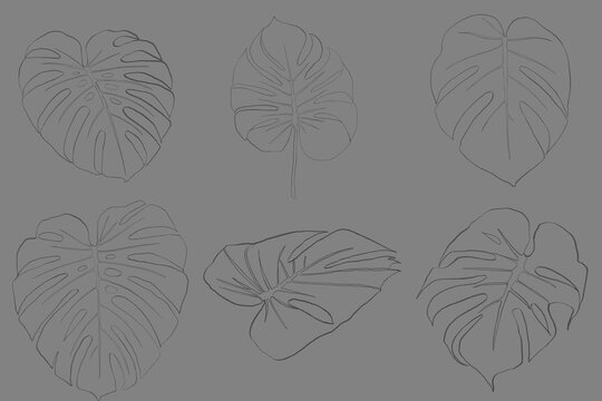 Monstera deliciosa tropical leaf set in minimalist line art style
