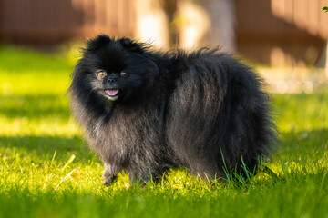 Szpic miniaturowy, Pomeranian © Robert