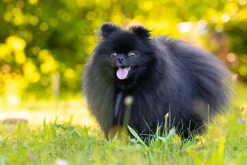 Szpic miniaturowy, Pomeranian © Robert