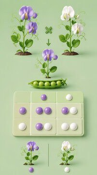  Mendel's Law of Segregation Allele Punnett Square