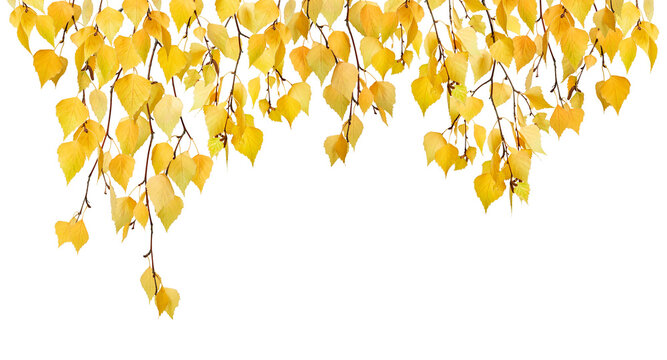 Autumn birch leaf frame isolated on white background. Hanging branches with yellow foliage creating a natural border with copy space.