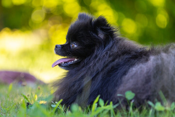 Szpic miniaturowy, Pomeranian © Robert