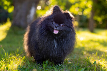 Szpic miniaturowy, Pomeranian © Robert