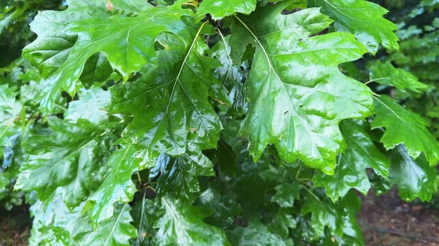 Wet leaves of red oak on branches at rainy morning