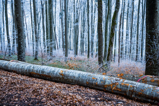 Fallen tree logs in a cold frosty forest landscape