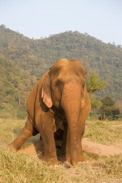 Asian Elephant scratching in Thailand