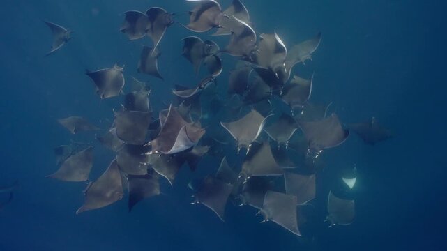 Underwater view of a spectacular Mobula ray aggregation in Mexico, with hundreds of devil rays forming a mesmerizing courtship vortex, swirling together in a giant living ball beneath ocean waters.