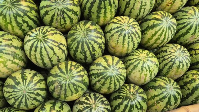 Pile Of Fresh Ripe Striped Watermelons Displayed At Fruit Market Stall Close Up