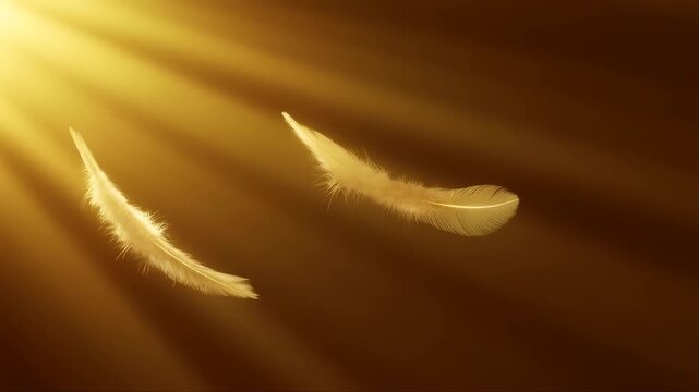 Feathers Floating in Slow Motion with Gentle Drift and Subtle Rotation. Soft Golden Lighting Cinematic Footage.