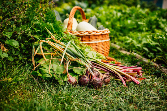 Freshly harvested garden vegetables including beets, onions, carrots, and squash in a basket