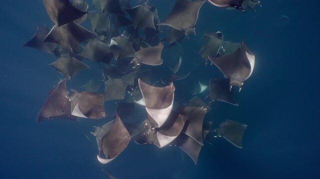 Underwater view of a spectacular Mobula ray aggregation in Mexico, with hundreds of devil rays forming a mesmerizing courtship vortex, swirling together in a giant living ball beneath ocean waters.
