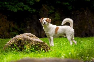 Jack Russel Terrier © Robert
