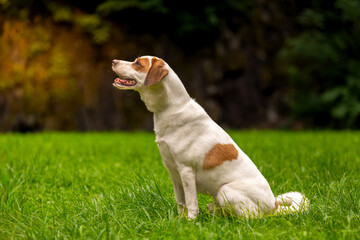 Jack Russel Terrier © Robert