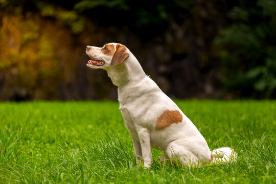 Jack Russel Terrier